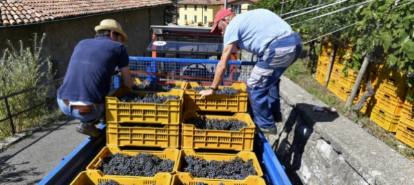 l-uva-in-cantina-diventa-il-tema-di-un-concorso-fotografico
