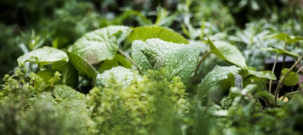escursione-sulle-neofite-invasive-a-iragna