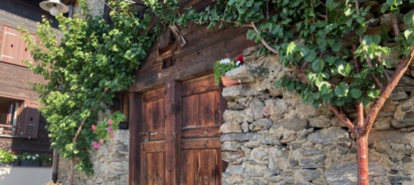 nuovo-percorso-didattico-sugli-albicocchi-ad-osco