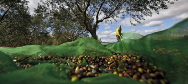 meno-olive-in-italia-ecco-servito-il-caro-olio