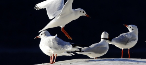 uccelli-una-specie-su-otto-rischia-l-estinzione