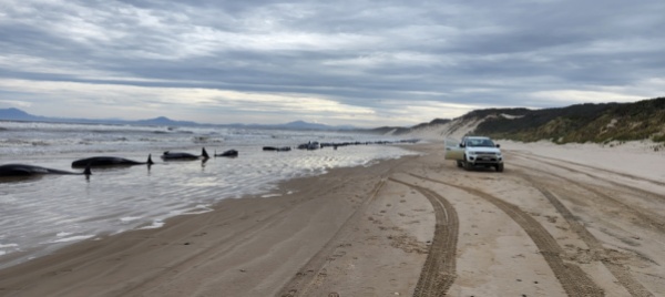 centinaia-di-balene-pilota-spiaggiate-in-tasmania