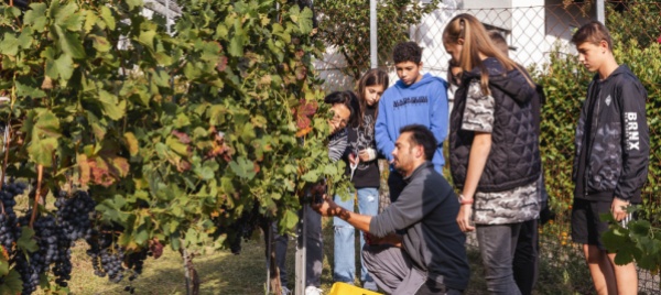 arcegno-la-prima-vendemmia-al-vigneto-di-luca