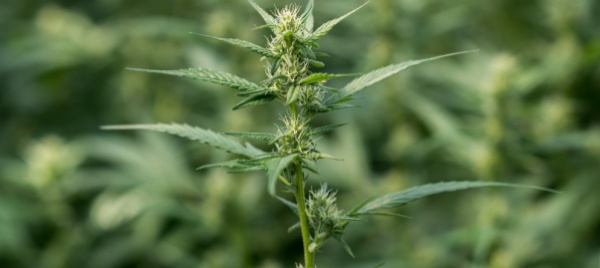 dal-mendrisiotto-a-varese-per-coltivare-marijuana