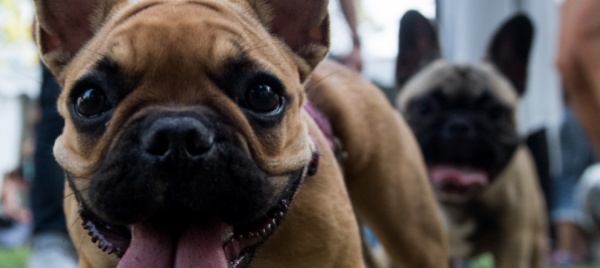 lugano-attenti-ai-padroni-che-non-raccolgono-i-bisognini-canini