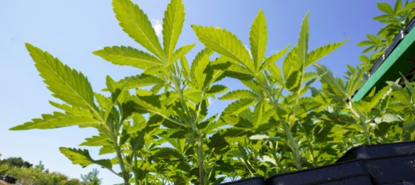 biden-grazia-i-condannati-per-possesso-di-marijuana