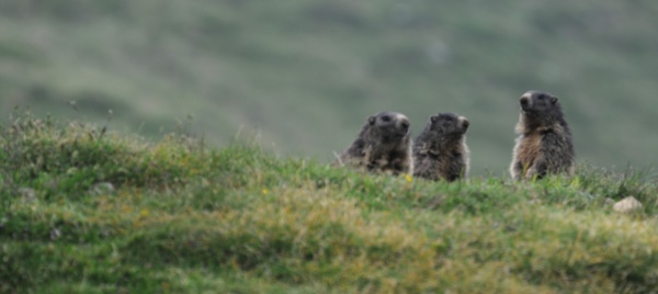 senti-chi-fischia-e-la-marmotta