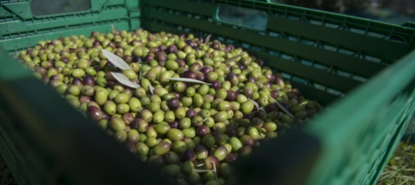 rancate-arriva-la-sesta-edizione-della-raccolta-di-olive