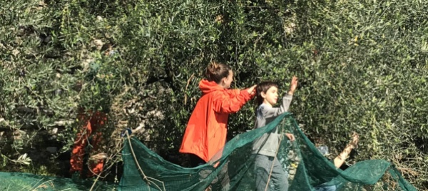 gandria-una-giornata-dedicata-alla-raccolta-delle-olive