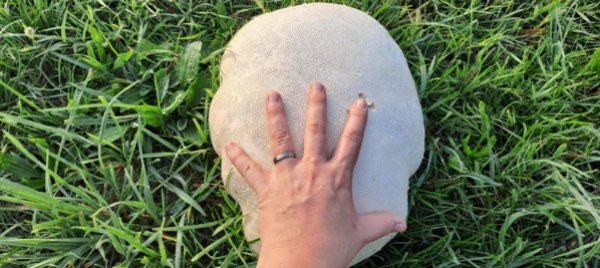 ad-arzo-bottino-da-record-o-quasi-per-un-fungiatt