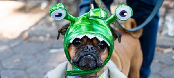 aspettando-halloween-vero-e-proprio-sfilano-i-cani