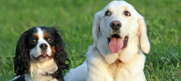 agno-una-raccolta-fondi-per-gli-animali-presenti-sul-territorio