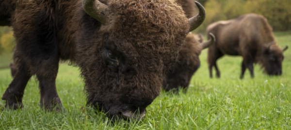 nella-foresta-di-welschenrohr-ci-sono-anche-i-bisonti-europei