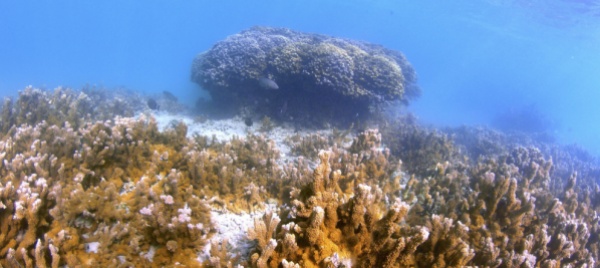 la-grande-barriera-corallina-continua-a-degradarsi