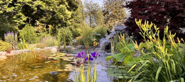 laghetto-artificiale-in-giardino