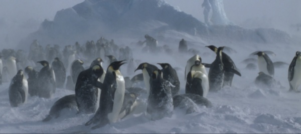 vita-nell-antartico