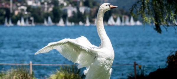 influenza-aviaria-in-un-cigno-nel-locarnese