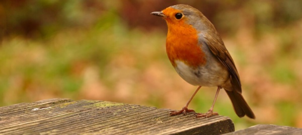 preservare-la-biodiversita-per-il-nostro-futuro