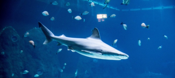 protette-cinquanta-specie-di-squali-minacciate-per-le-pinne