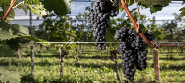 nonostante-la-siccita-la-vendemmia-2022-e-stata-buona