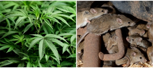 scompaiono-500-kg-di-marijuana-sequestrata-mangiata-dai-topi