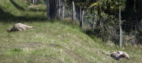 un-lupo-ripreso-in-un-video-mentre-attraversa-la-strada-a-bodio