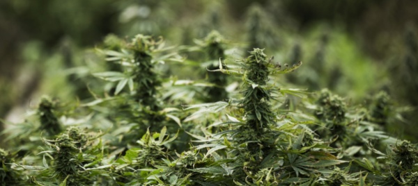 maxisequestro-di-marijuana-in-provincia-di-brescia