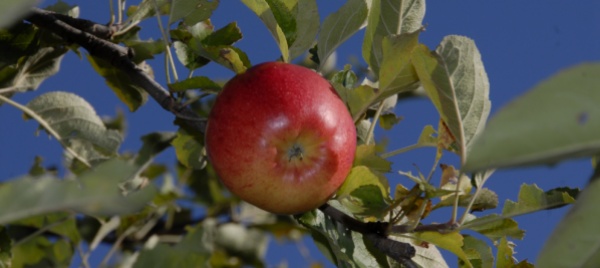 corsi-di-potatura-secca-di-alberi-da-frutta
