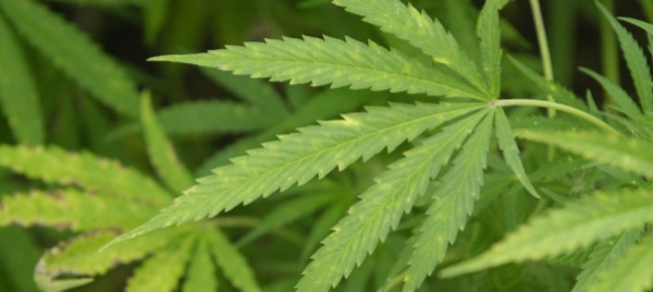 li-spacciavano-per-aiuti-umanitari-ma-trasportavano-marijuana